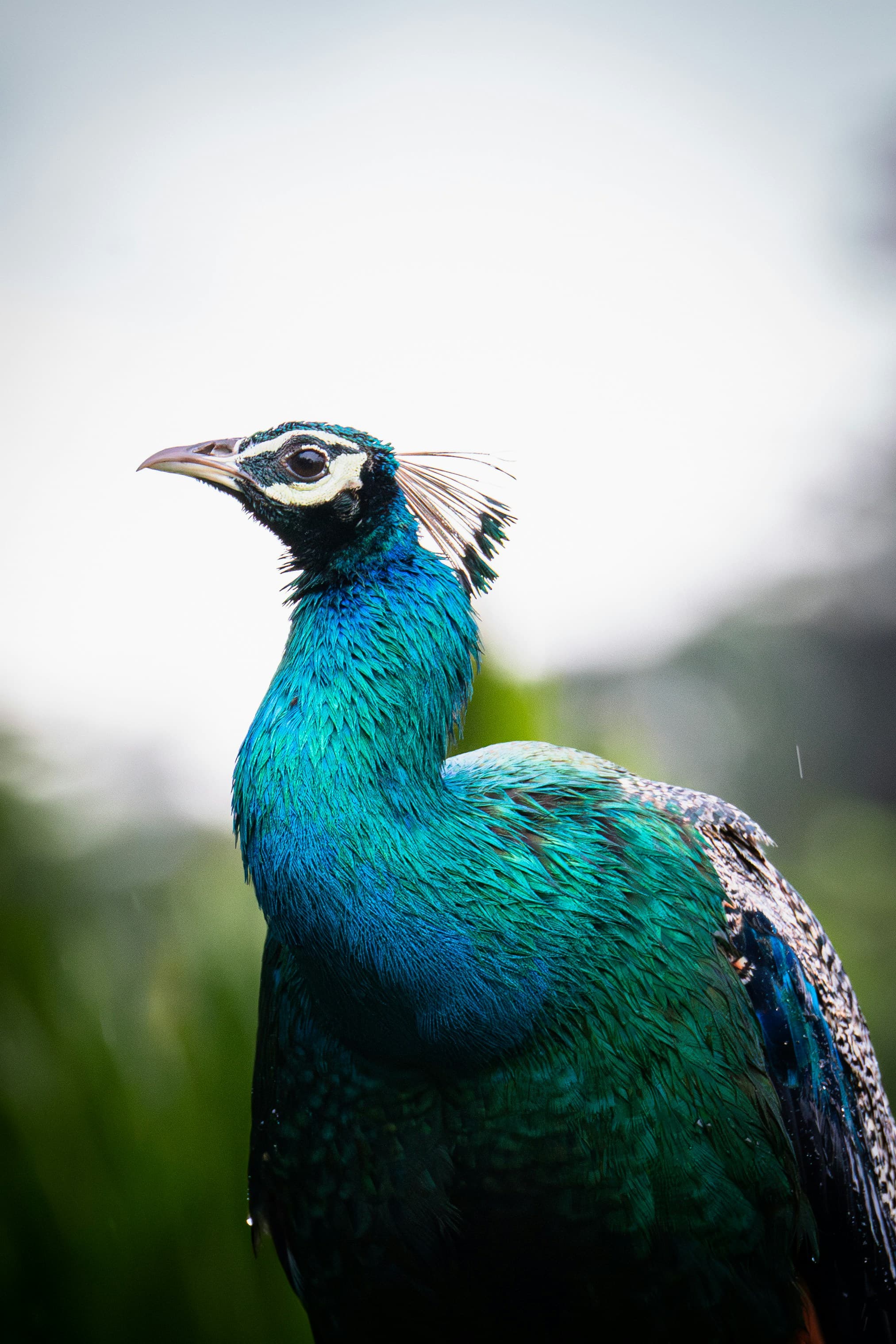 Sri Lanka Travel Highlight 3