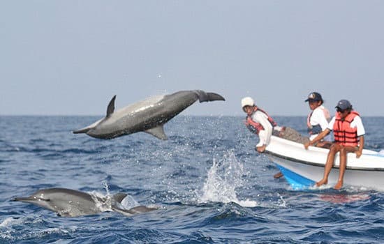 Whale & Dolphin Watching