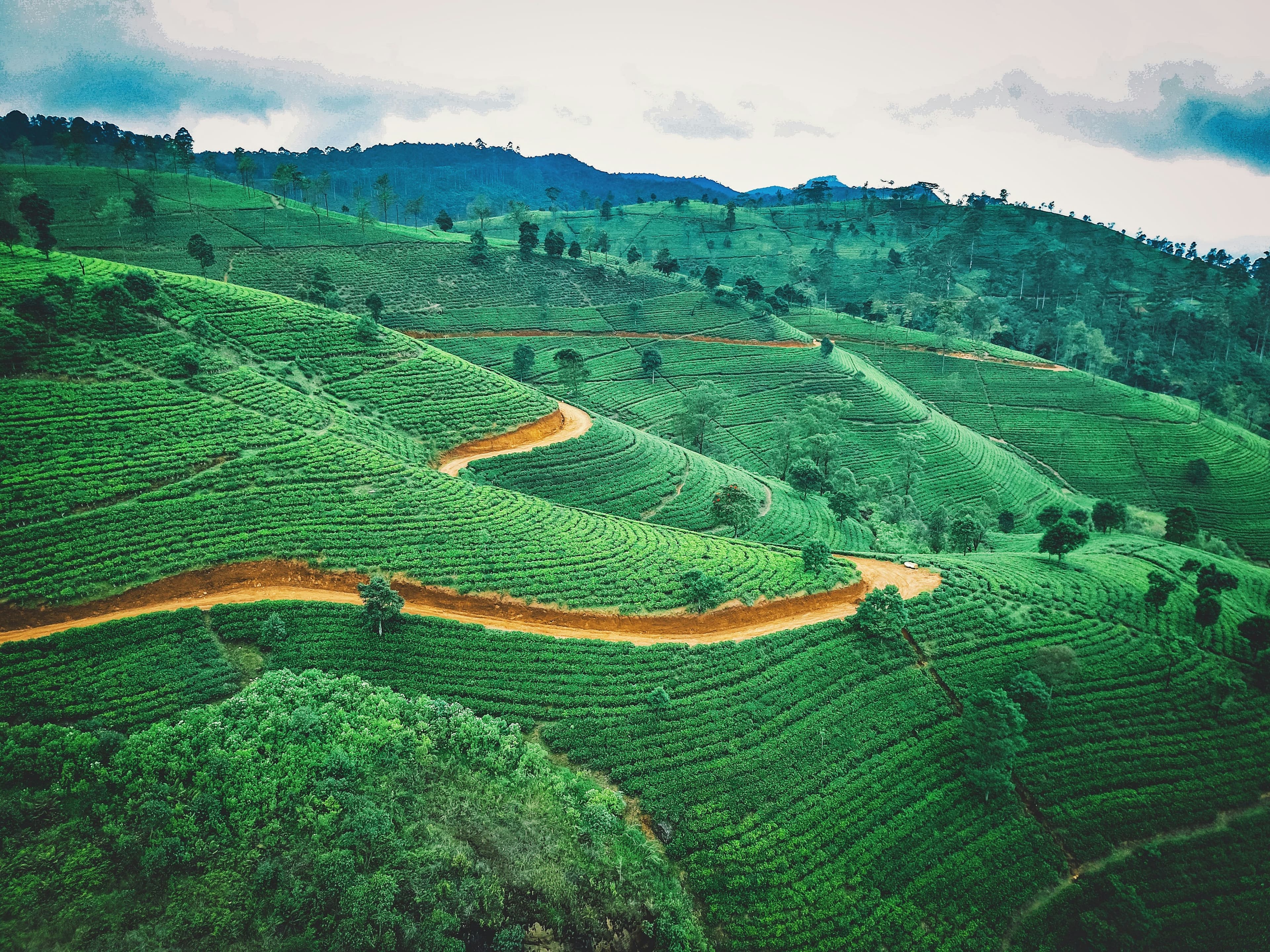 Tea Plantation Tour (Ella / Nuwara Eliya) 2
