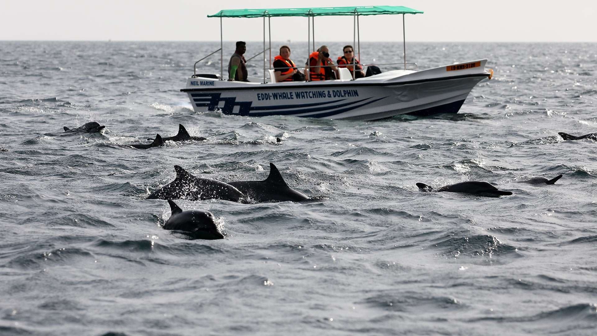 Whale & Dolphin Watching (Mirissa) 3