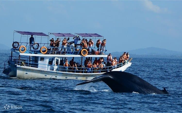 Whale & Dolphin Watching (Mirissa) 4